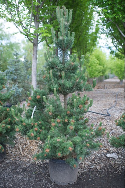 Сосна чорна / австрійська Орегон Грін форма